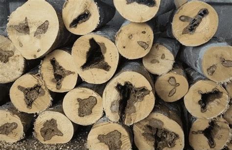 中国最珍贵的10种木头排名，第一种比黄金还贵_红木