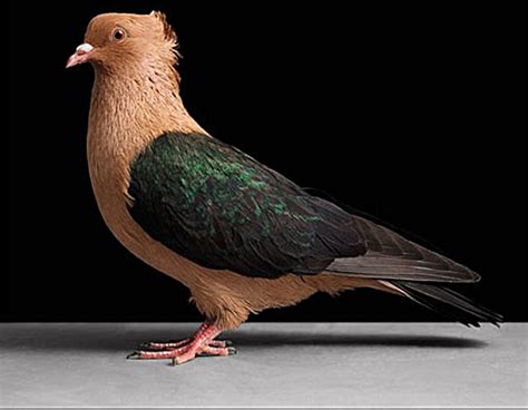 信鸽和普通鸽子有什么区别-如何辨别信鸽与其他鸽子？ _感人网
