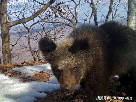 熊虎之争：传奇虎王黛尔曾捕食8头棕熊，东北虎真是棕熊的天敌吗 - 知乎