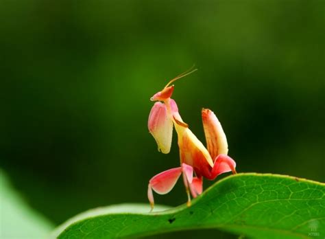 兰花螳螂----中国科学院西双版纳热带植物园