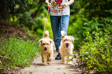幸福一家人和宠物狗散步高清图片下载-正版图片300062566-摄图网