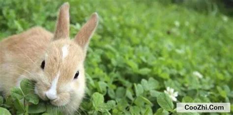 兔子不吃窝边草？先给它一个窝 - 知乎