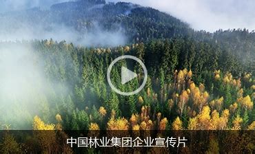 中国林业集团有限公司 > 首页