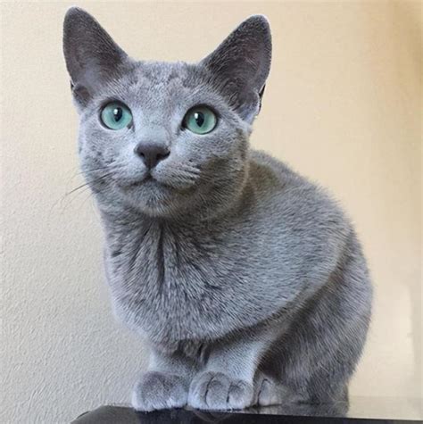 俄罗斯蓝猫多少钱一只-宠物网问答
