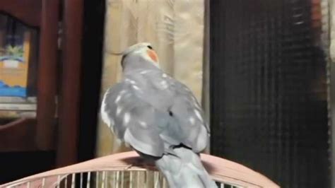 品相超好的玄风鹦鹉，用口哨吹出了一首歌_腾讯视频