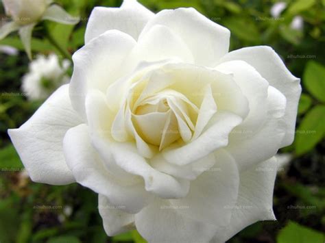 路易十四玫瑰图片_风景花卉的路易十四玫瑰图片大全 - 花卉网