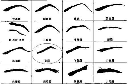 面相眉毛图解大全图片
