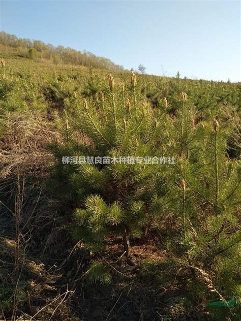 珲春市城投集团园林绿化公司启动春季树木涂白工作-中国吉林网