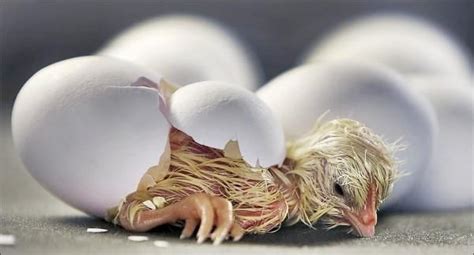 小鸡破壳时为什么不能借助外力而必须自己啄开蛋壳 | 半眠日记