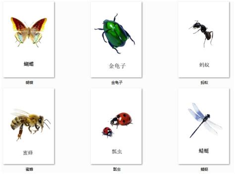 昆虫的趣味故事,昆虫十个简短小故事,有趣的昆虫故事_大山谷图库