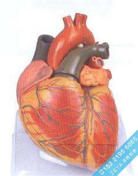 成人心脏解剖放大模型 - 高级人体解剖医学模型 - 医学教学训练模型-泽雅科教