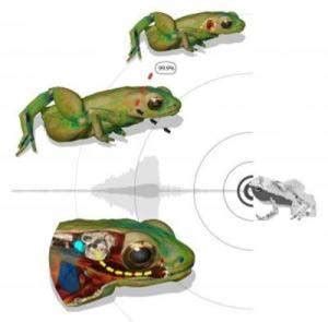 青蛙用口听：X射线揭示无耳动物的一个新听觉机制----成都生物研究所（2013年改版）