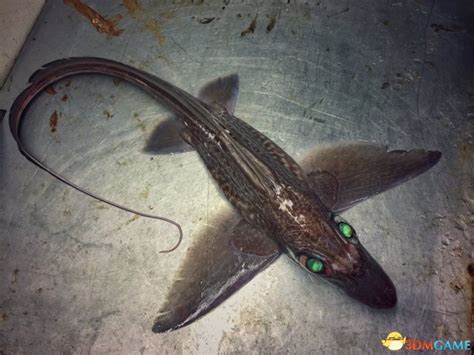 胆小勿入！ 俄罗斯渔民晒出大量惊悚深海怪鱼照片_www.3dmgame.com