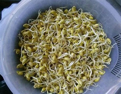 传统方法培育的豆芽