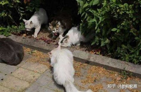 上海静安公园成热门景点，只因有群人在喂流浪猫，大型撸猫现场？|流浪猫|静安公园|景点_新浪新闻