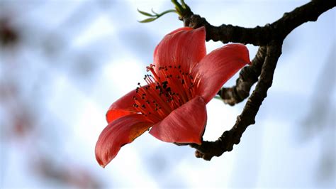 木棉花树图片
