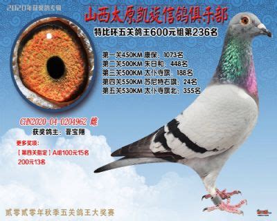 天津开创者国际赛鸽公棚（春棚）前十获奖鸽赏析