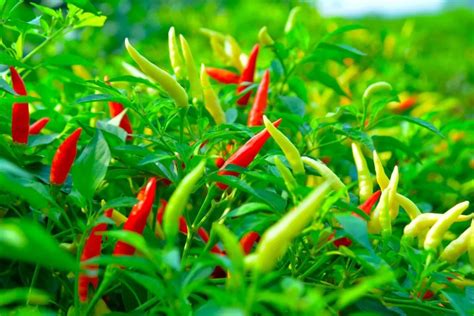 世界上最辣的辣椒（世界上最辣的辣椒，厨师都不敢用手触摸） | 说明书网