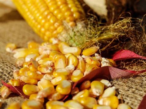 “玉米”的“祖先”到底是谁？科学家提出新观点_腾讯视频