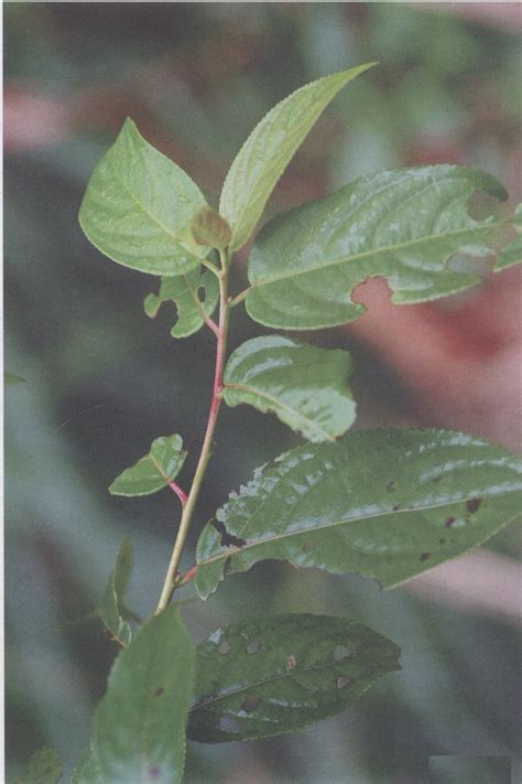 小通草图片