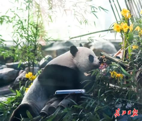 早安武汉︱武汉动物园将提前开园！大熊猫要来了_武汉_新闻中心_长江网_cjn.cn