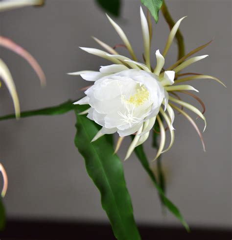 昙花图片