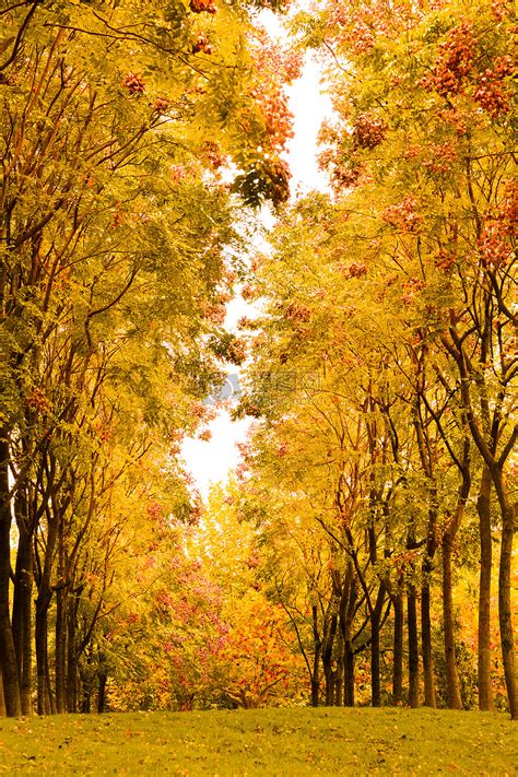 秋日银杏树林里的暖阳高清图片下载-正版图片501642085-摄图网