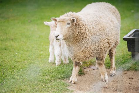 绵羊动物素材图片免费下载-千库网