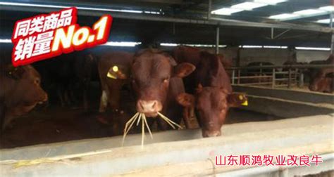 高台：规模养殖助力现代畜牧业向纵深发展--高台县人民政府门户网站