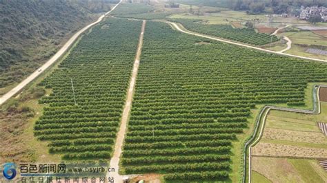 靖西市：龙头企业带动柑橘产业发展助农脱贫 - 广西县域经济网