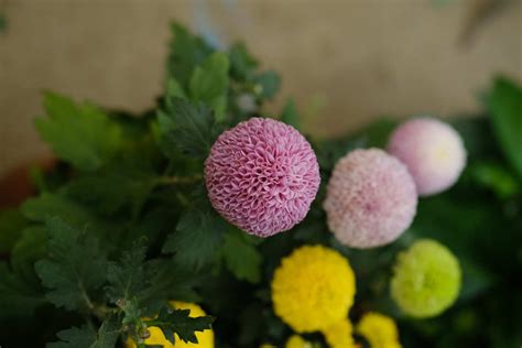 乒乓菊的养殖方法和注意事项 - 花晓网