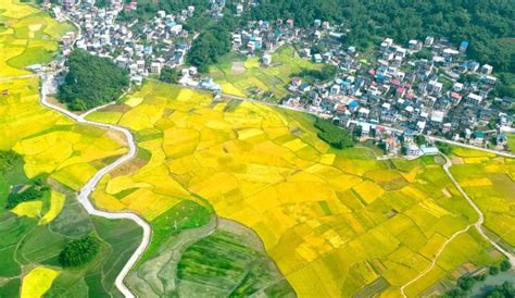 广西柳州：村庄规划为乡村振兴卷轴添彩-消费日报网