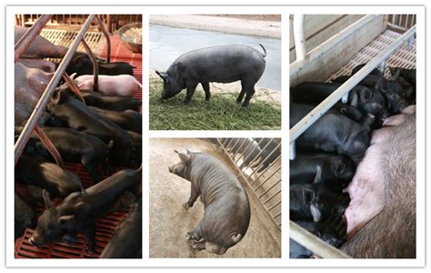 仔猪山东仔猪三元仔猪批发价格行情猪场常年出售仔猪产地-阿里巴巴