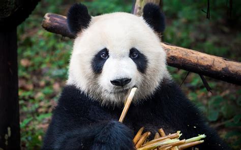 大熊猫属于哪科动物，大熊猫吃什么食物 - 农敢网
