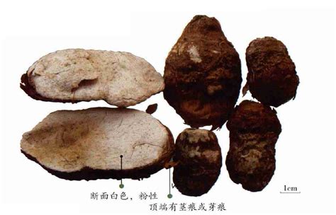 白附子图片