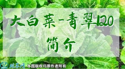 大白菜新品种：青杂早4号简介 - 三农百科 - 蛇农网