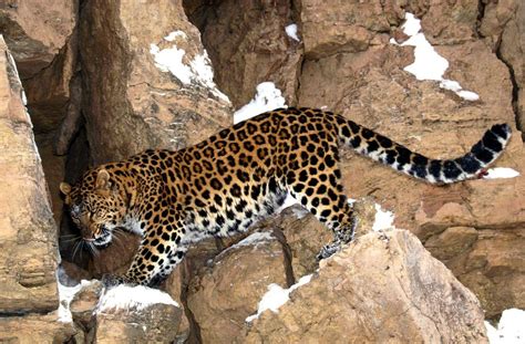 趴在树上的非洲肯尼亚豹子图片-千叶网