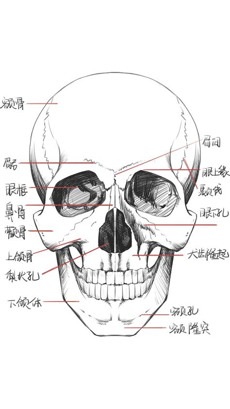 人体头骨图示插画图片下载-正版图片303243317-摄图网