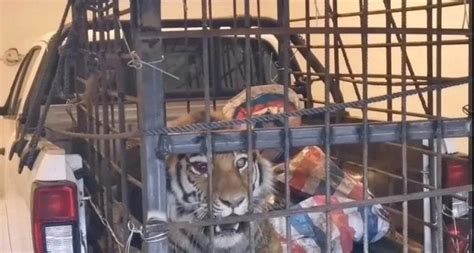西伯利亚虎豹形老虎被囚禁高清图片下载-正版图片505085848-摄图网