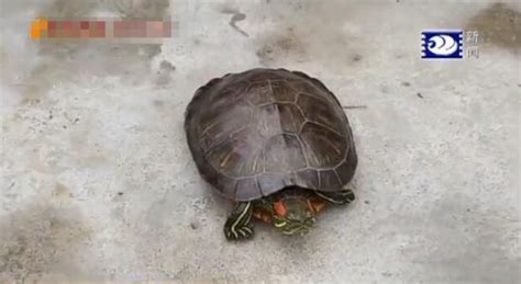 浏阳村民野外捡到19斤的乌龟 专家建议“吃掉”-闽南网
