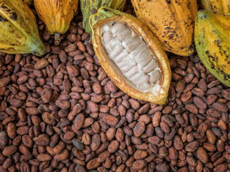11 Impressive Cocoa Benefits | Organic Facts