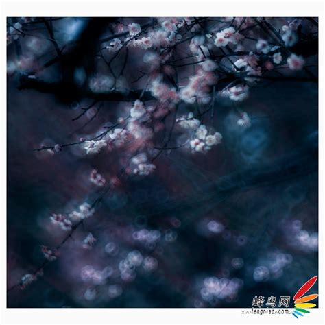 暗香浮动月黄昏 艺术化梅花摄影创作的要素