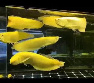 黄化银龙 白子银龙鱼-阿里巴巴