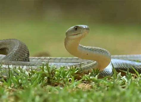 属蛇的今年多大 属蛇今年多大年龄2023-十二生肖网