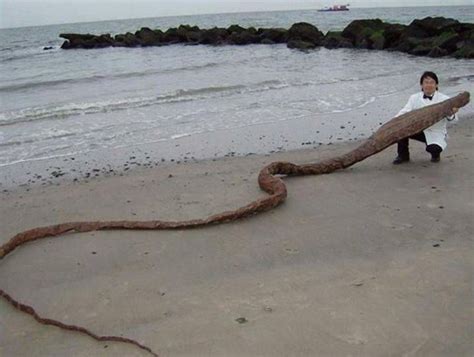 尼斯湖水怪宝宝？英国网友在沙滩上发现不明生物尸体 外型和蛇颈龙非常相似 - 神秘的地球 科学|自然|地理|探索