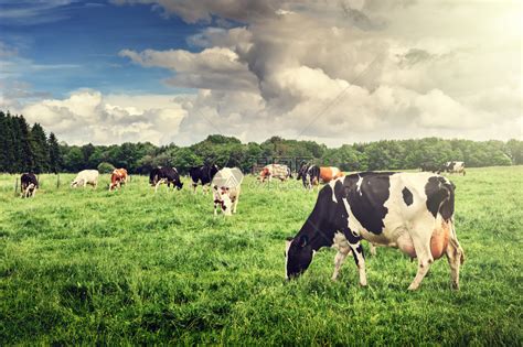 群奶牛放牧在绿色的田野高清图片下载-正版图片502406771-摄图网