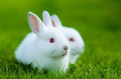 大金兔：哪年出生的属兔人先苦后甜，贵人易帮扶，看看有你吗？