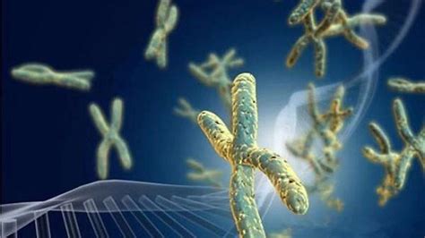 科学网—染色体的交换与基因组的演化 - 张天翼的博文