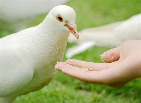 鸽子喜欢吃什么粮食 | 多鸟元素