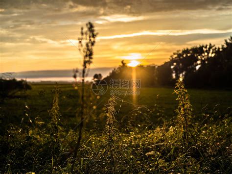 日落地底的日落草森林中的草场有太阳和高清图片下载-正版图片505876027-摄图网